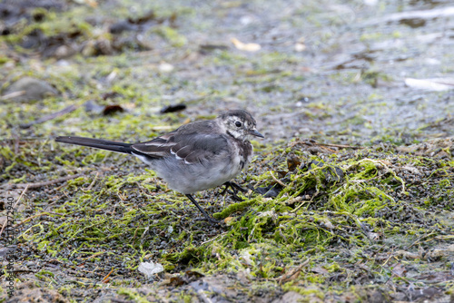 Bild auf Leinwand Juvenile pied wagtail on estuary mud