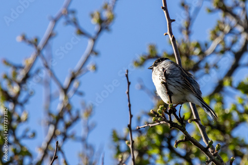 Photography Male reed bunting backlit on a branch