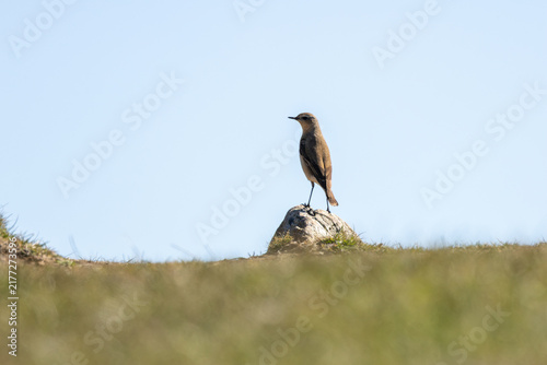 Photography Northern Wheatear on a rock against blue sky
