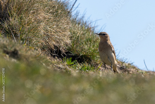 Canvastavla Northern Wheatear on a grassy slope