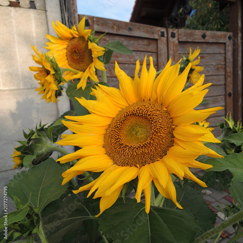 Sunflowers Blooming Near Wooden Fence and Concrete Wall
