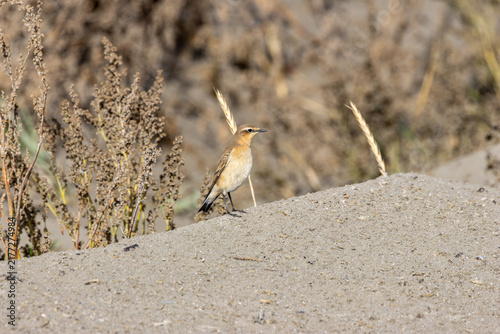 Konstfotografi Northern Wheatear on a sand dune