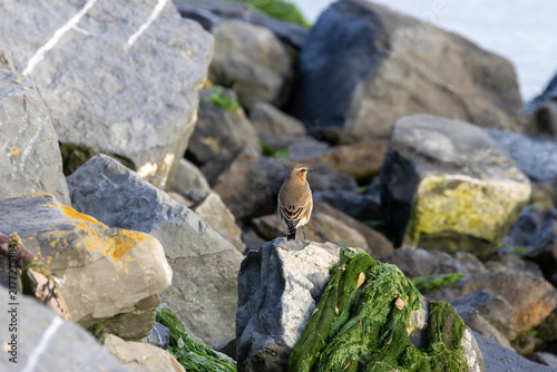 Photography Northern Wheatear on seaweed-covered rocks
