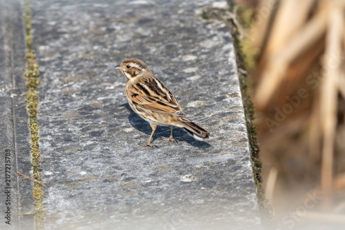 Photography Reed bunting on a weathered stone surface