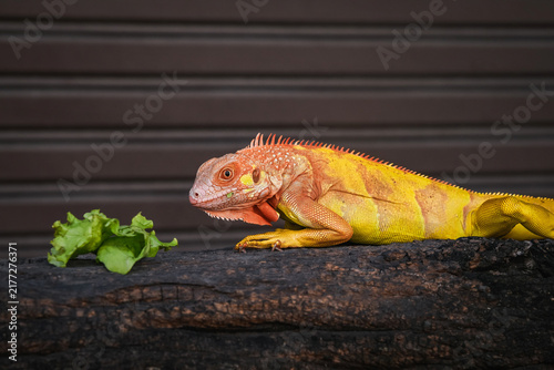 Foto Side view of Golden Albino Iguana sprawled comfortably along wooden log, looking