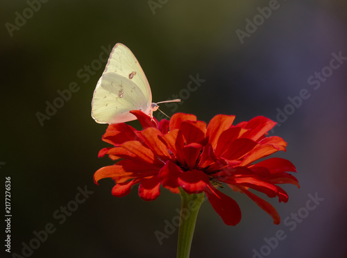 white butterfly on red flower