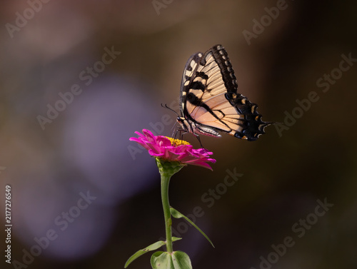 swallowtail butterfly on pink flower