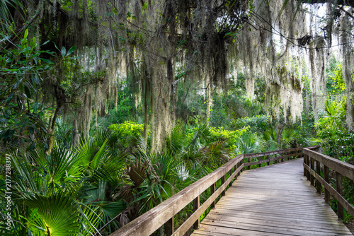 Scenic Florida trail winding through a lush subtropical forest, surrounded by palm trees, hanging Spanish moss