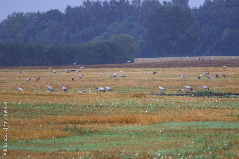 Fototapeta premium A folk of cranes walking across a harvested field during warm autumn morning light. Folk of cranes walking through a harvested field, peaceful autumn countryside, wildlife and rural nature concept