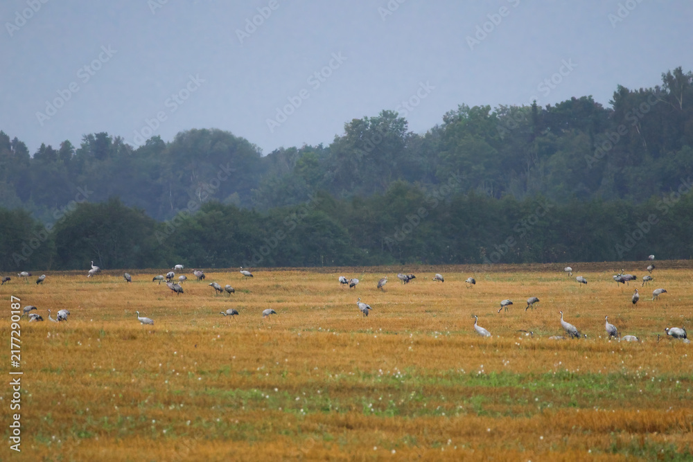 Fototapeta premium A folk of cranes walking across a harvested field during warm autumn morning light. Folk of cranes walking through a harvested field, peaceful autumn countryside, wildlife and rural nature concept