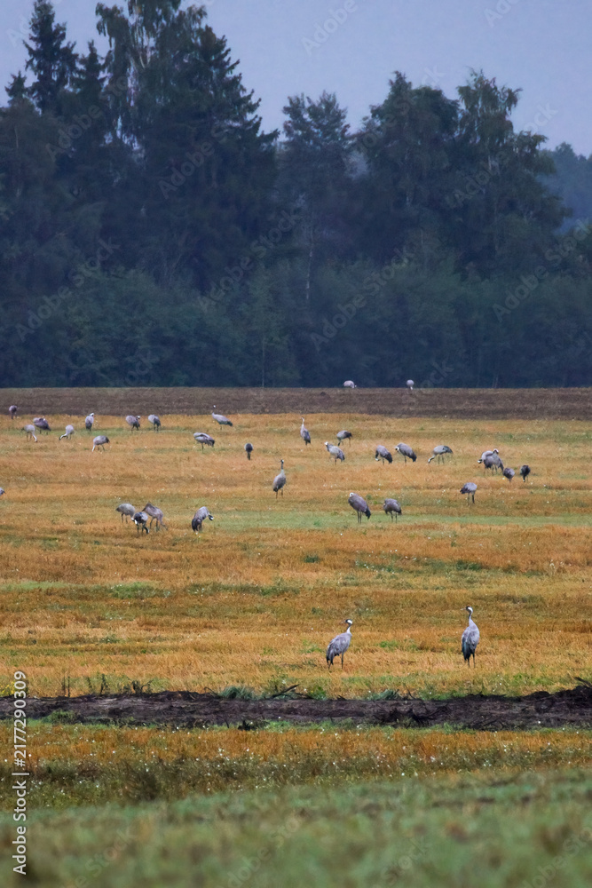 Fototapeta premium A folk of cranes walking across a harvested field during warm autumn morning light. Folk of cranes walking through a harvested field, peaceful autumn countryside, wildlife and rural nature concept