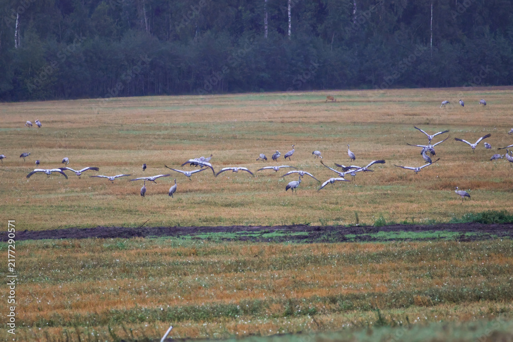 Fototapeta premium A folk of cranes walking across a harvested field during warm autumn morning light. Folk of cranes walking through a harvested field, peaceful autumn countryside, wildlife and rural nature concept