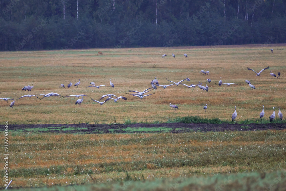 Fototapeta premium A folk of cranes walking across a harvested field during warm autumn morning light. Folk of cranes walking through a harvested field, peaceful autumn countryside, wildlife and rural nature concept