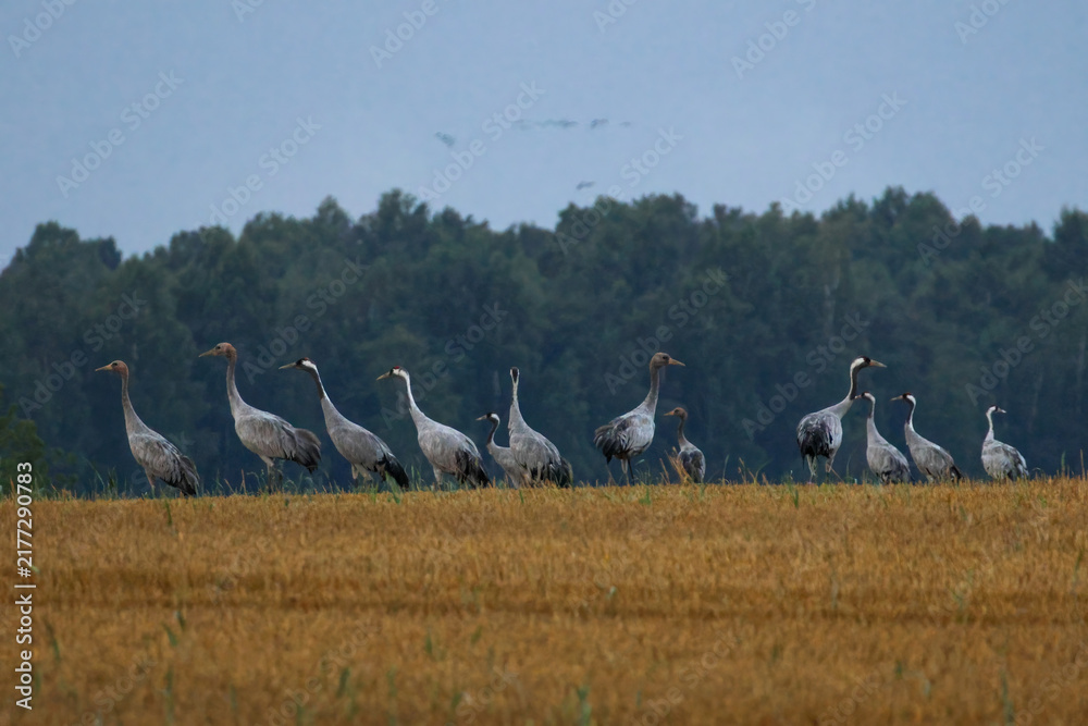 Fototapeta premium A folk of cranes walking across a harvested field during warm autumn morning light. Folk of cranes walking through a harvested field, peaceful autumn countryside, wildlife and rural nature concept