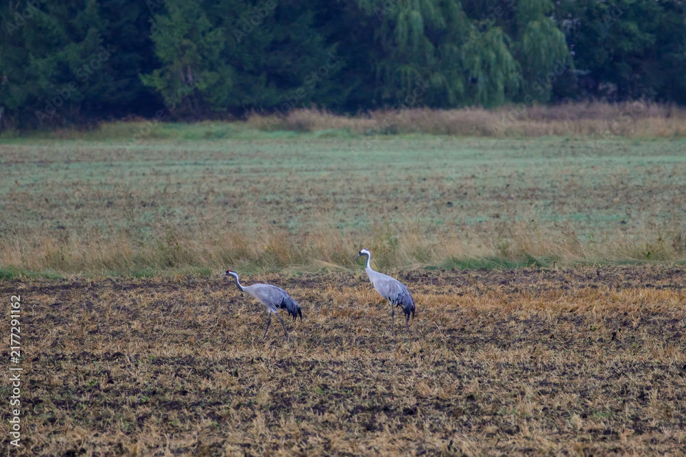 Fototapeta premium A folk of cranes walking across a harvested field during warm autumn morning light. Folk of cranes walking through a harvested field, peaceful autumn countryside, wildlife and rural nature concept