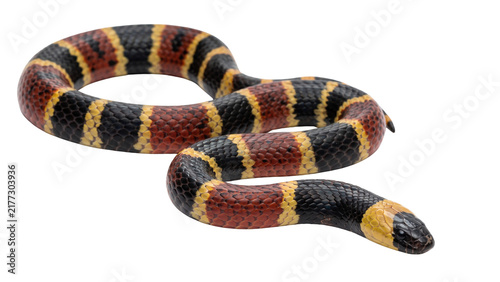 Foto Milk snake tri-color band pattern red black yellow venomous mimic reptile isolat