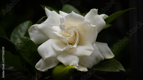 White Gardenia Jasminoides Flower in Full Bloom Against Dark Green Leaves