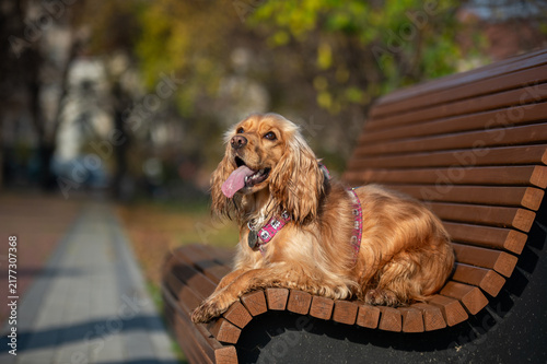 English Cocker Spaniel lying on a wooden bench outdoors in autumn park.  Calm companion dog enjoying a peaceful outdoor moment surrounded by fallen leaves.