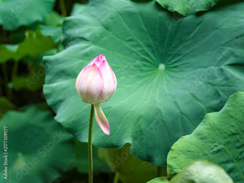Close up of pink lotus flower buds in summer pond