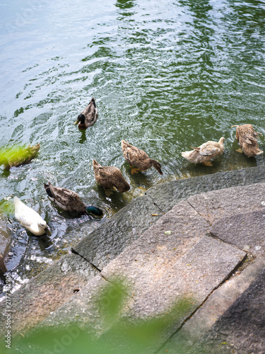 фотографія Flocks of ducks playing and foraging by Fuzhou West Lake Park lakeside
