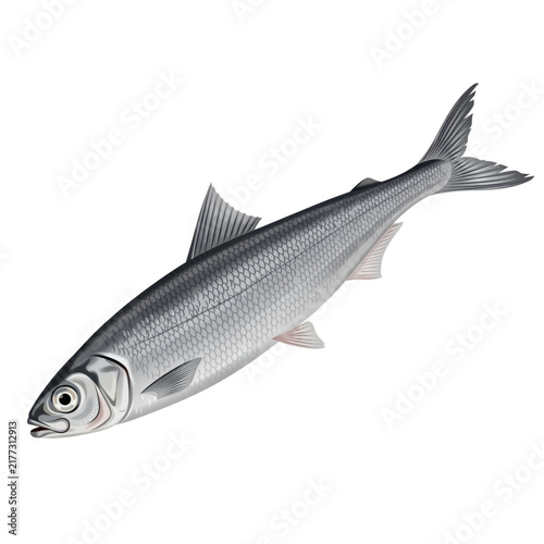Detailed of a silver herring fish with scaly texture and fins isolated on a transparent background aquatic