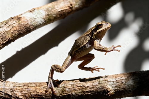 A tree frog perched on a branch in natural sunlight, showcasing its textured skin and alert posture.