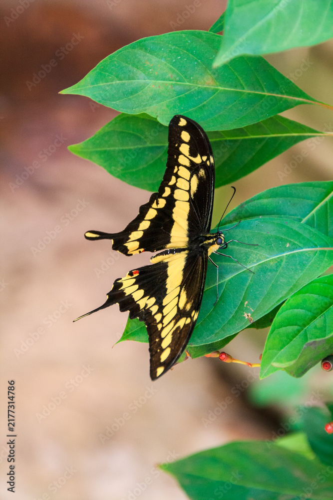 Fototapeta premium Giant swallowtail butterfly on a leaf