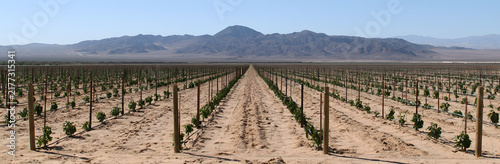 Neonatal vegetation aligns in orderly patterns on gritty soil beneath a brilliant azure sky. Mountain ranges serve as an indistinct horizon to this semi-arid desert agricultural tableau. Farming flour