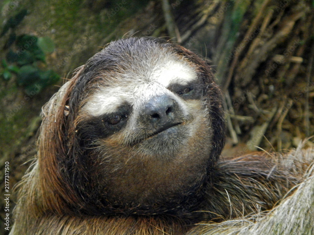 Obraz premium A close-up to a sloth in Costa Rica