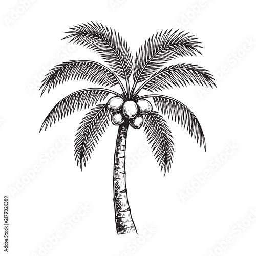 Coconut palm tree illustration with coconuts detailed black and white sketch