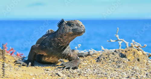 Foto Marine Iguana Basking on Volcanic Rocks, Galapagos Islands, Ecuador