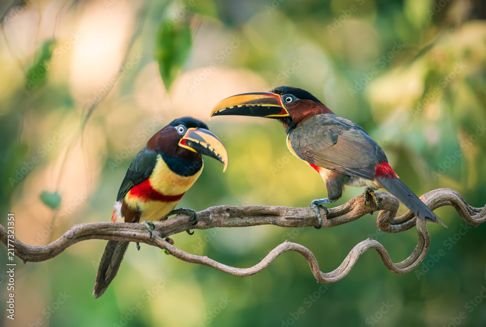 Fototapeta premium chestnut-eared aracari birds