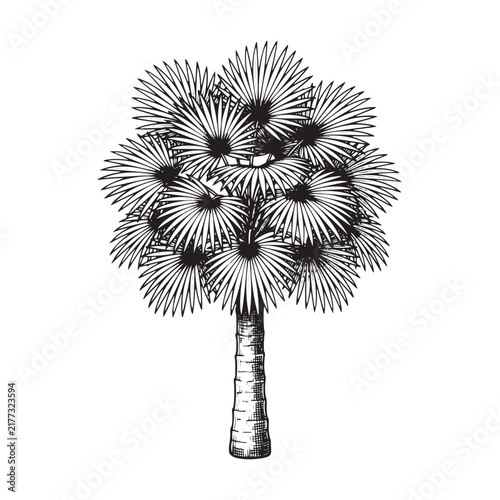 Coconut palm tree illustration with coconuts detailed black and white sketch