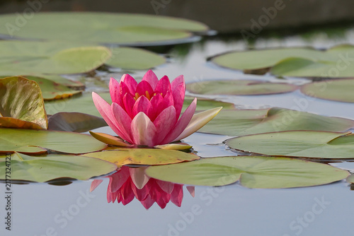 A beautiful pink lotus flower is blooming in the pond. 