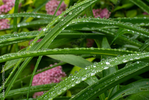 фотографія Green grass blades covered with water drops after rain in summer garden