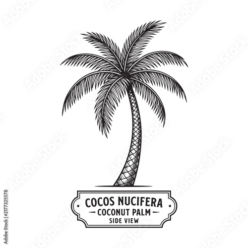 Coconut palm tree illustration with detailed fronds on a white background