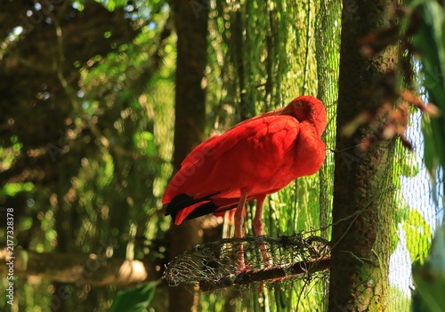 Bild auf Leinwand A striking scarlet ibis Eudocimus ruber perched on a wire platform inside a lush, sunlit aviary in Trinidad