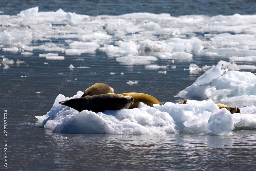 Obraz premium Sea lions in front of Meares Glacier, Prince William Sound, Valdez, Alaska