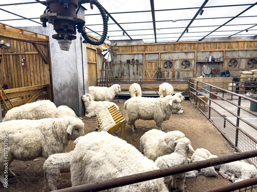 Fotografie Livestock exhibition featuring numerous sheep in a barn