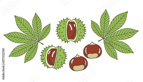 Horse chestnuts featuring green leaves spiky green husks and shiny brown kernels, detailed cartoon vector illustration on white.