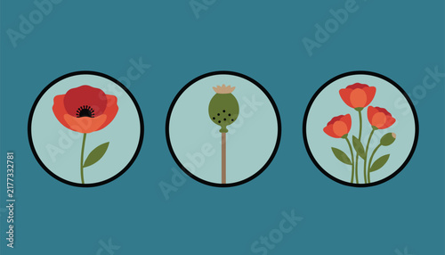 Red poppy flowers and a green seed pod shown in three round frames, elegant cartoon vector illustrations on a blue background.