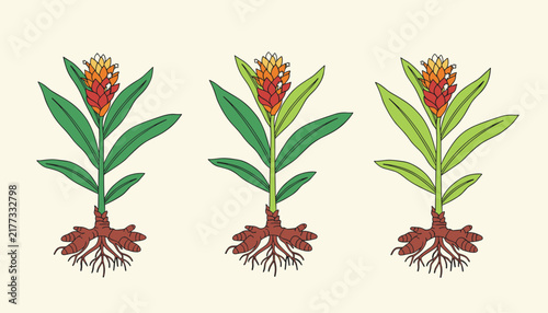 Three ginger or turmeric plants showcased side by side with green leaves, colorful flowers, and rhizome roots.