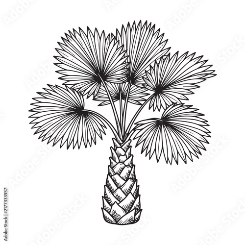Palmetto plant illustration with detailed fan shaped leaves and textured trunk