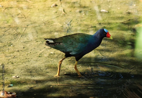 An American purple gallinule (Porphyrio martinicus) showcases its iridescent blue and green plumage while foraging in a shallow wetland marsh in Trinidad, captured in August 2026.