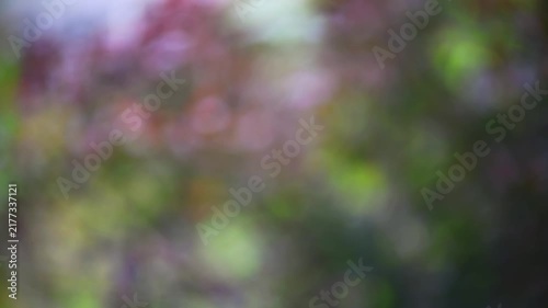 Soft pastel color bokeh lights creating an abstract, blurry background, featuring gentle pink, green, and purple hues with a smooth texture for design elements