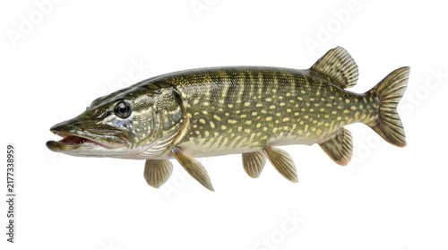 Northern pike fish swimming laterally isolated against clear white background showing predatory scales texture commercial stock photography