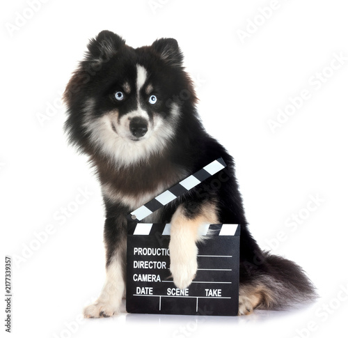 Obraz na płótnie Pomsky in studio