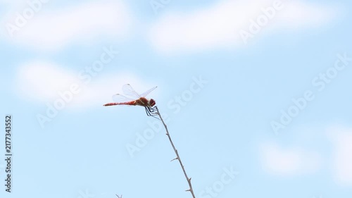 Red dragonfly perching on a branch against a blue sky