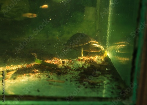 Konstfotografi A small mud or musk turtle (Kinosternidae) navigates the bottom of a murky, gree