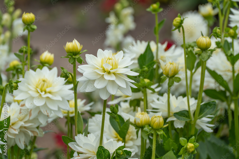 Fototapeta premium Multiple white dahlia flowers with yellow centers bloom on tall stems in a garden bed, with a blurred path in the background.
